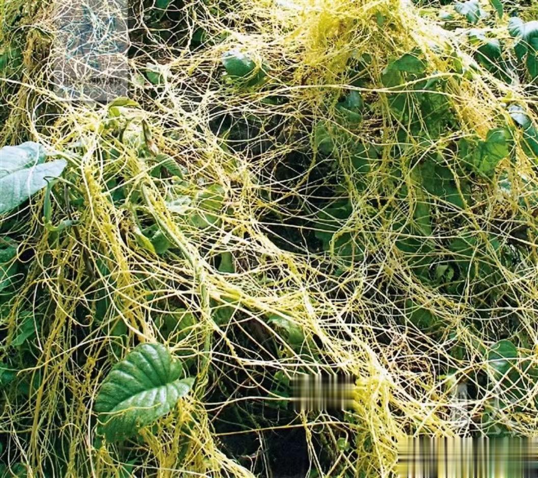 闭经，不论何种原因导致，均可重用菟丝子20-30g宣通百脉，促使月经来潮[赞]菟