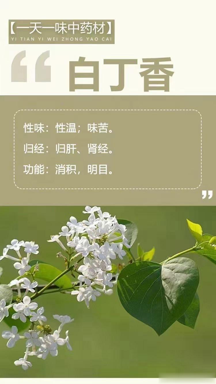  🌺🌺【一天一味中药材】[玫瑰]白丁香[抱拳]性味：性温；味苦。[抱拳]归经