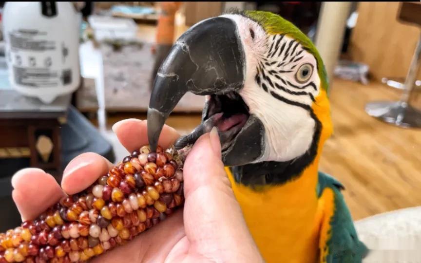 问友友个很正经的问题，你喜欢玩鸟吗？那你知道什么是“鹦鹉热”吗？

一手提着鸟笼