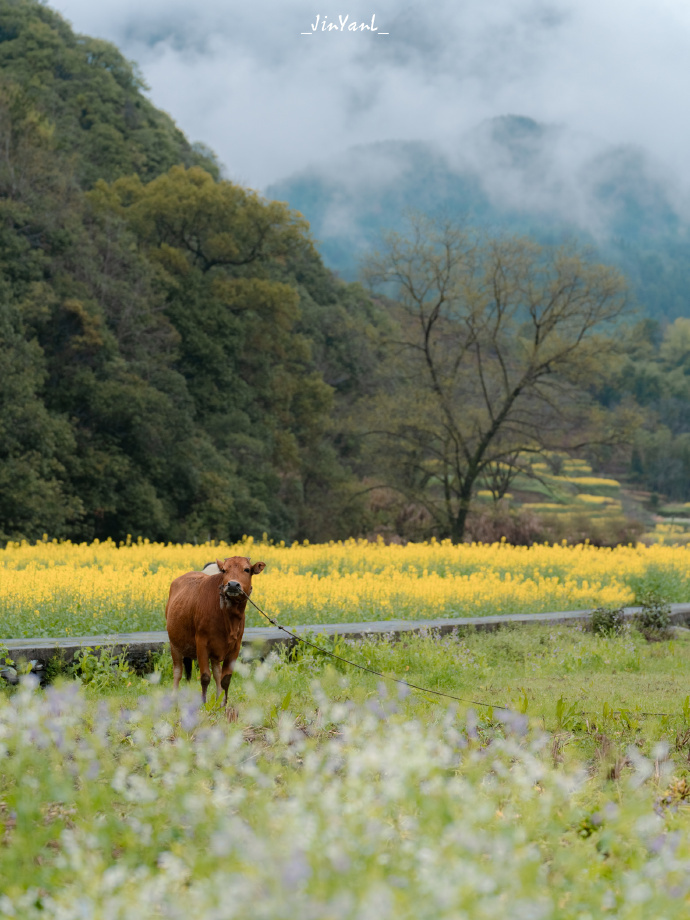 春天要是蔓延起来…大山都关不住🌿| 📍婺源·虹关村/察关村/凤山村 ​​​