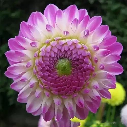 分享图片——大丽花精美绝伦，五