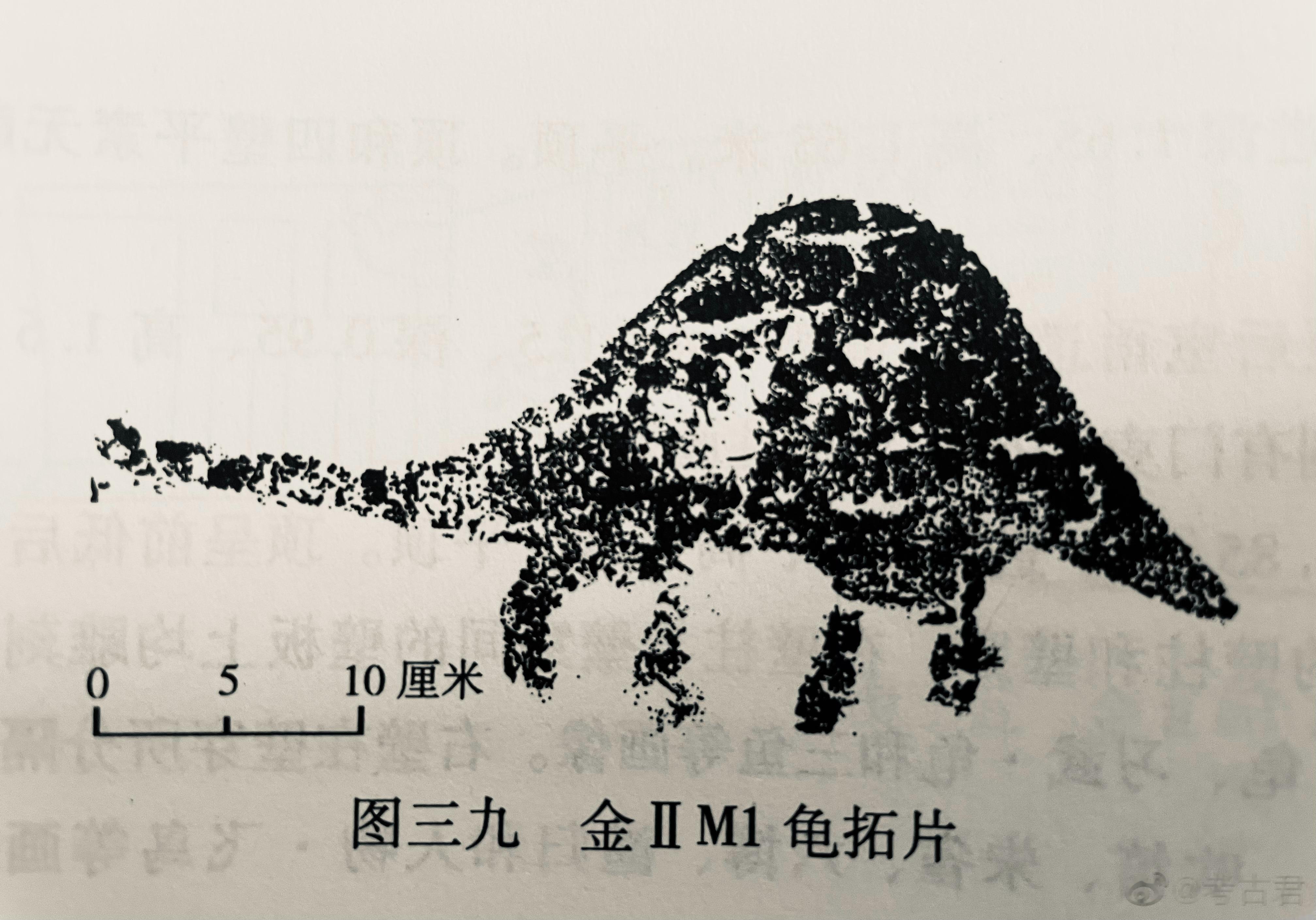 <p>这是龟？脖子居然有这么长