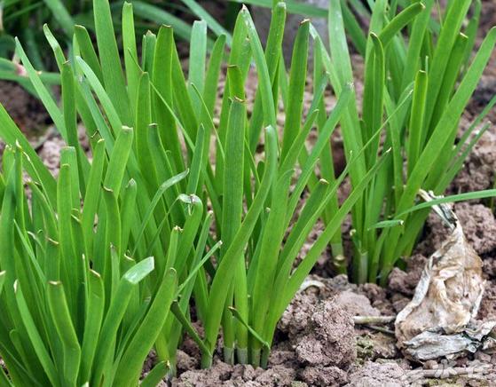 韭菜农药杀菌剂残留限量上调，提高25倍，农大教授、专家：大家无需担忧。
韭菜，作