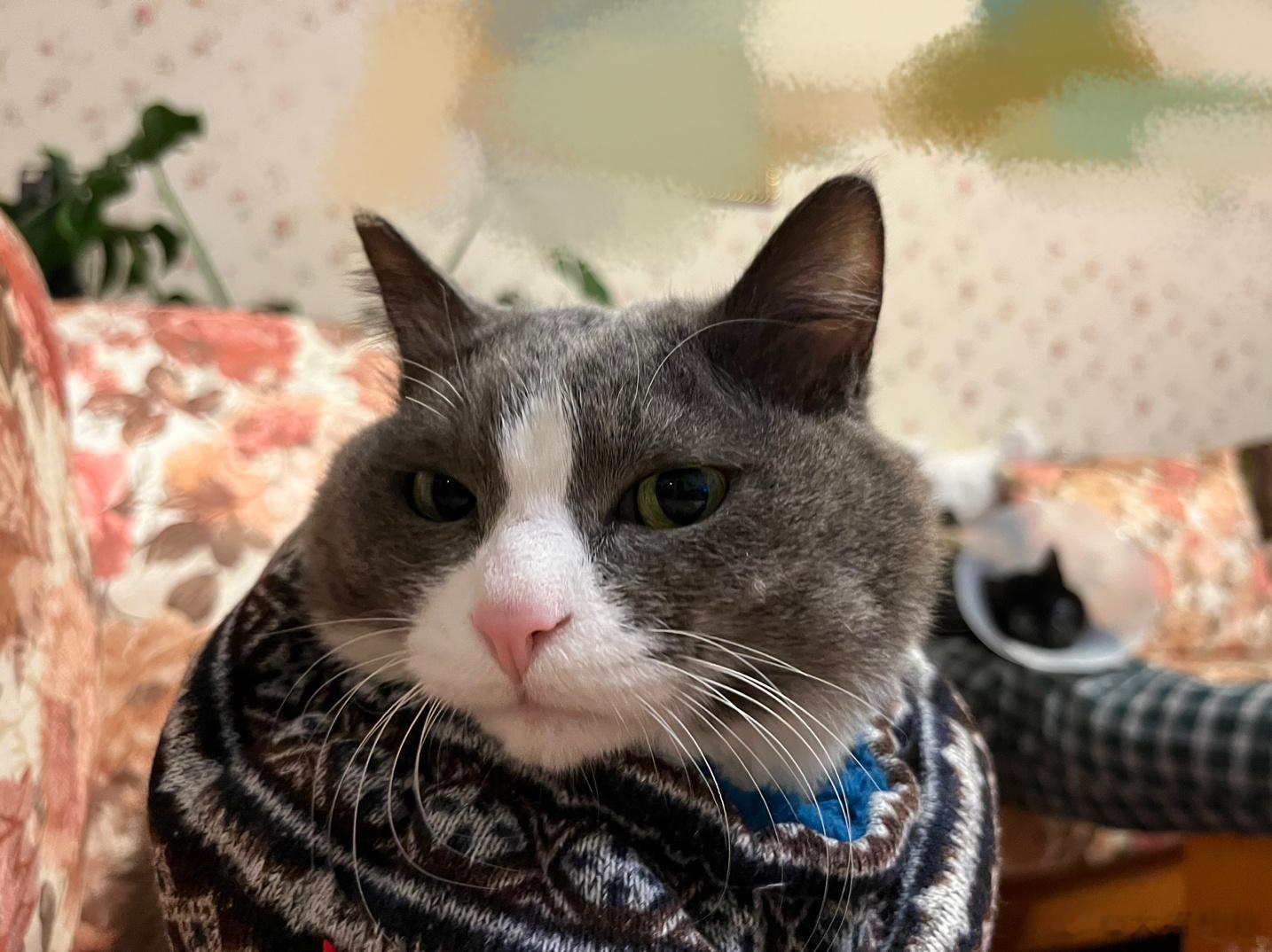  猫猫煤气罐 ​​​