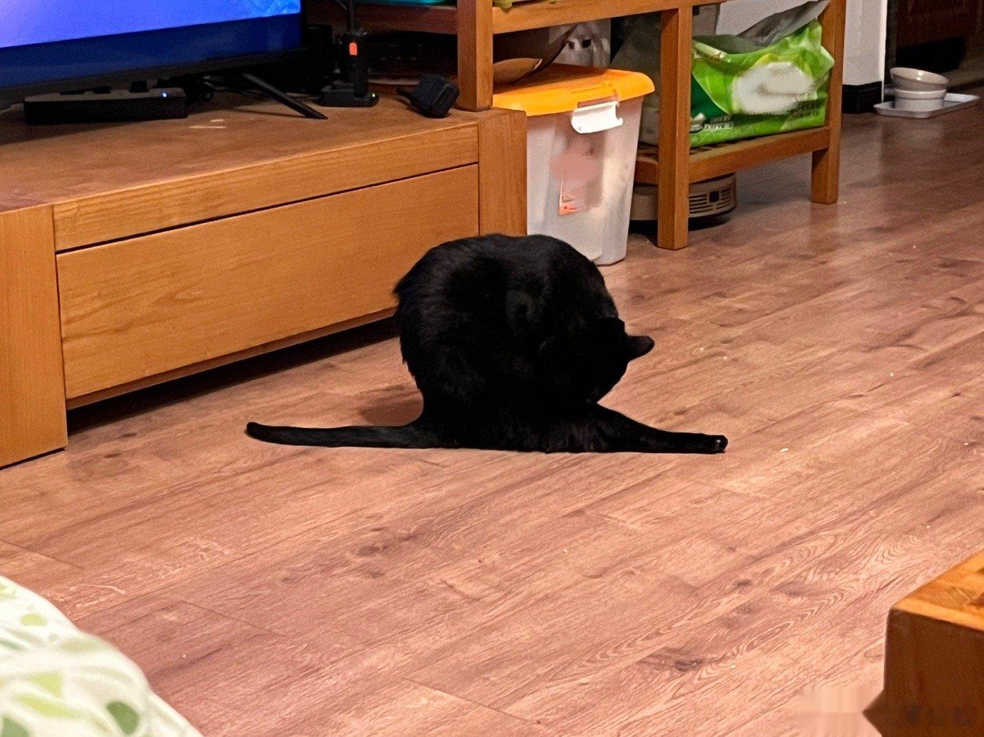  这是什么？炭黑大蜗牛 ​​​