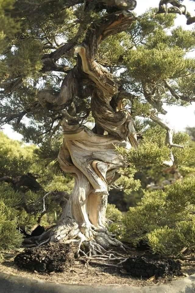 奇形怪状的树