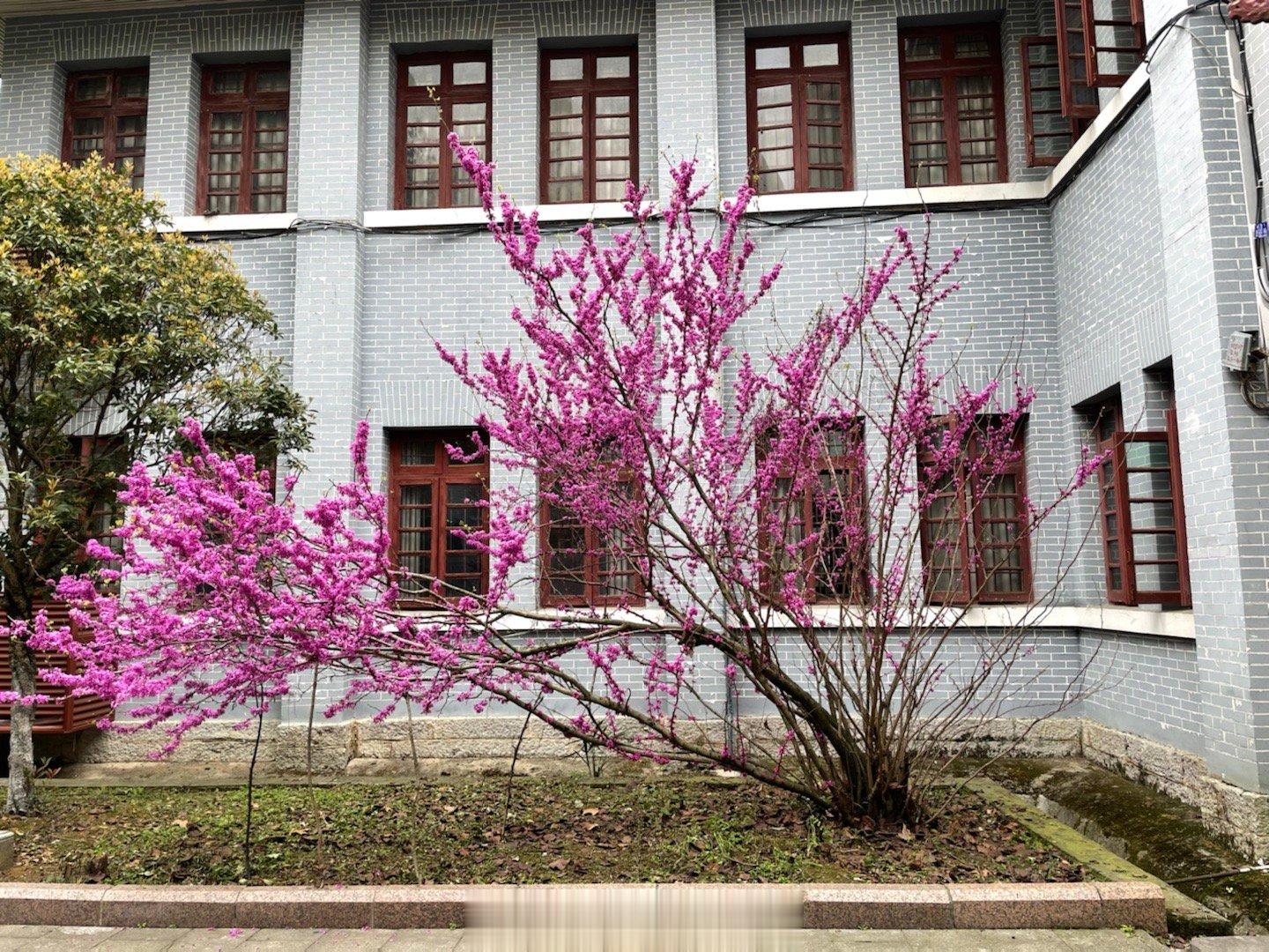  一棵妖娆的紫荆，热烈开放。 ​​​