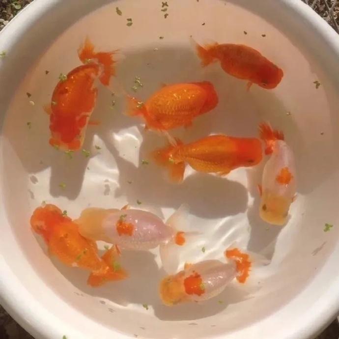 大家的人生都一样掉过几次卡 丢过几把伞没见过谁把伞弄丢了就得淋雨一生所以也不可能
