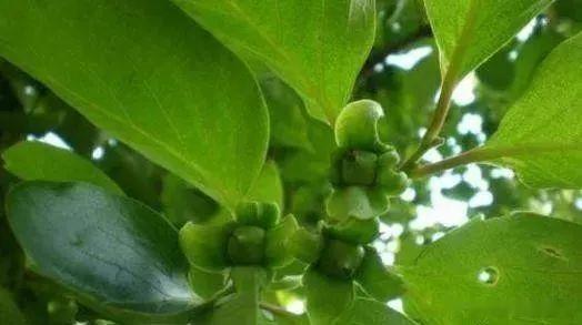 降血压的药方，是祖辈流传下来的，治疗好多人特别见效[ok]降血压的药方，是祖辈流
