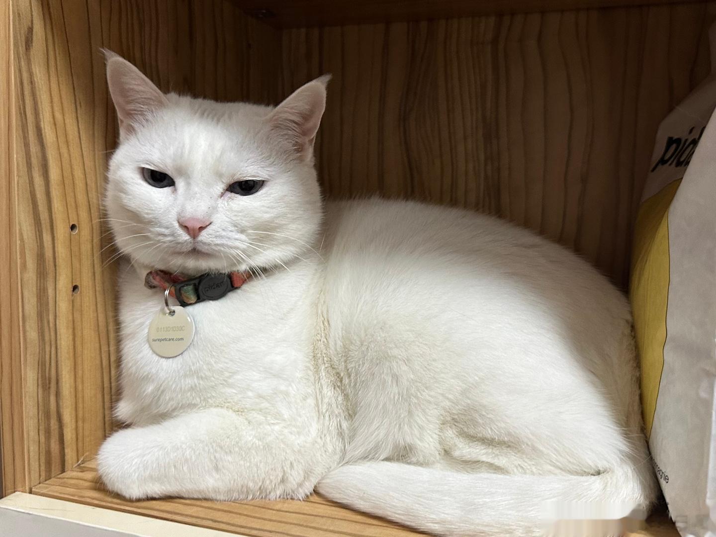  家里书柜新添的猫咪艺术摆件，