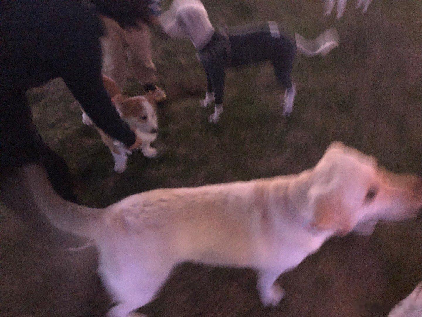 狗狗🐶太可爱了 看照片知道 ​​​