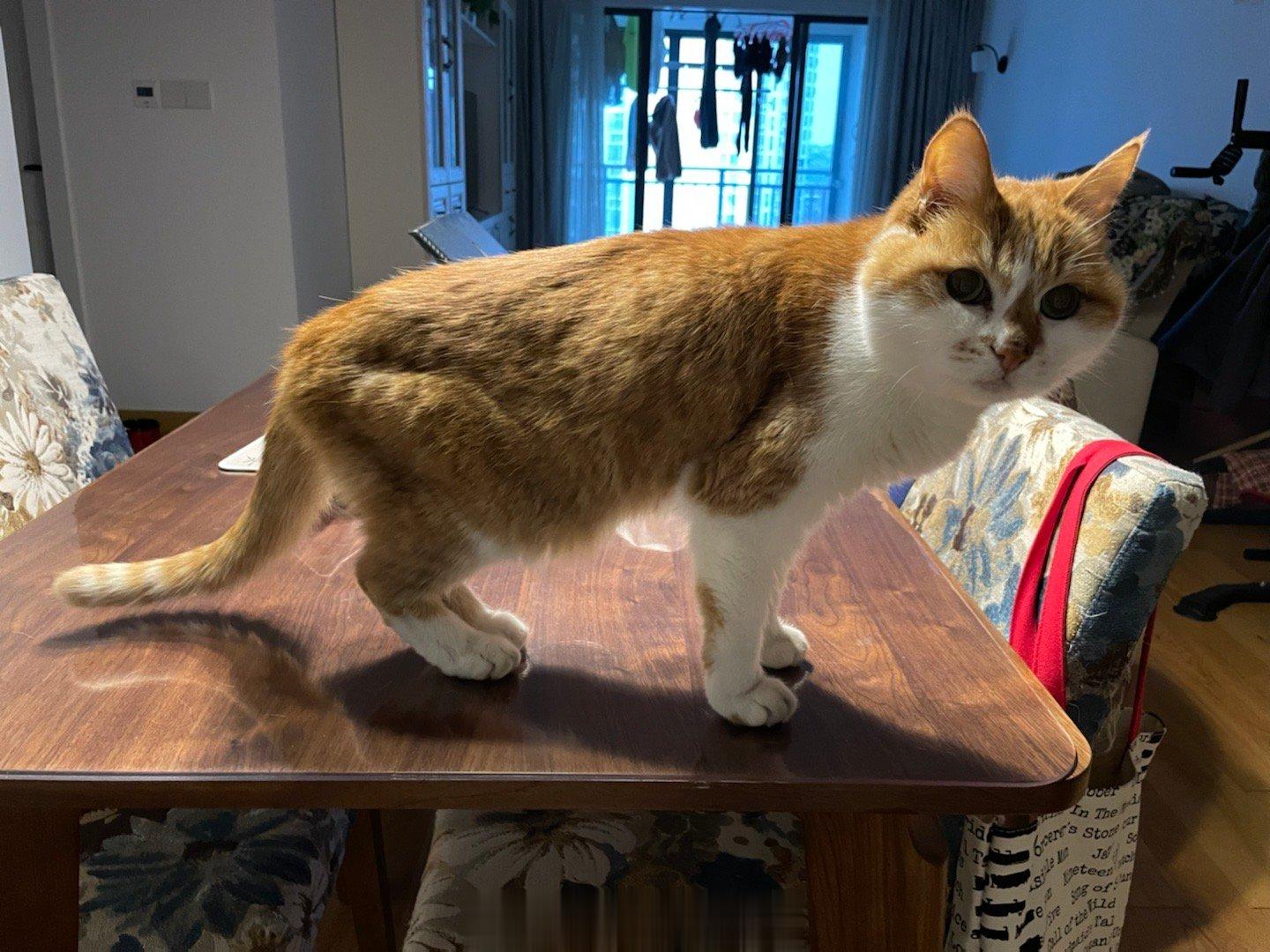  一大早就上桌秀身材，可是斑大头啊，你这小身板也就剩一颗头撑撑场面了！ ​​​