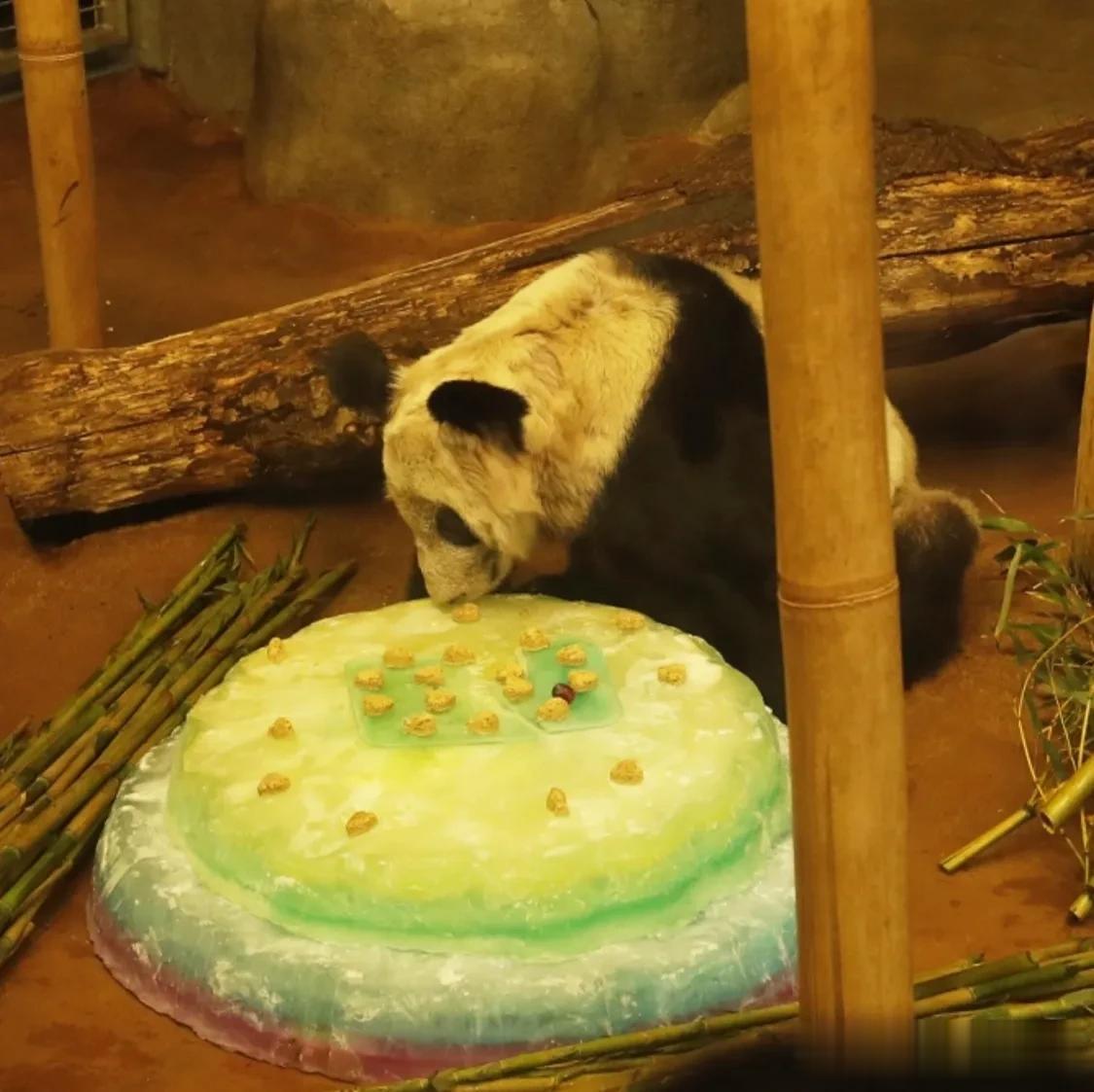 美国孟菲斯动物园，旅美大熊猫「丫丫」正在吃水果和蔬菜制作的蛋糕。4月8日，孟菲斯