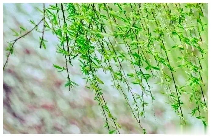  
徐徐清风疏翠柳
零零细雨打