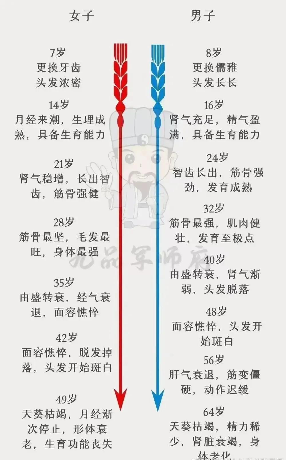 《黄帝内经》“上古天真论”里提到过一个很重要的定律，叫做“女七男八”。女七男八的