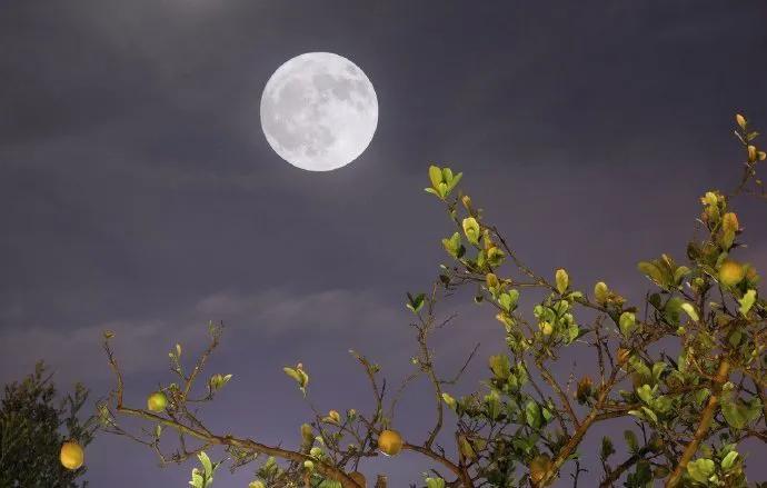 春宵一刻值千金，花有清香月有阴。
——苏轼《春宵》 ​​  