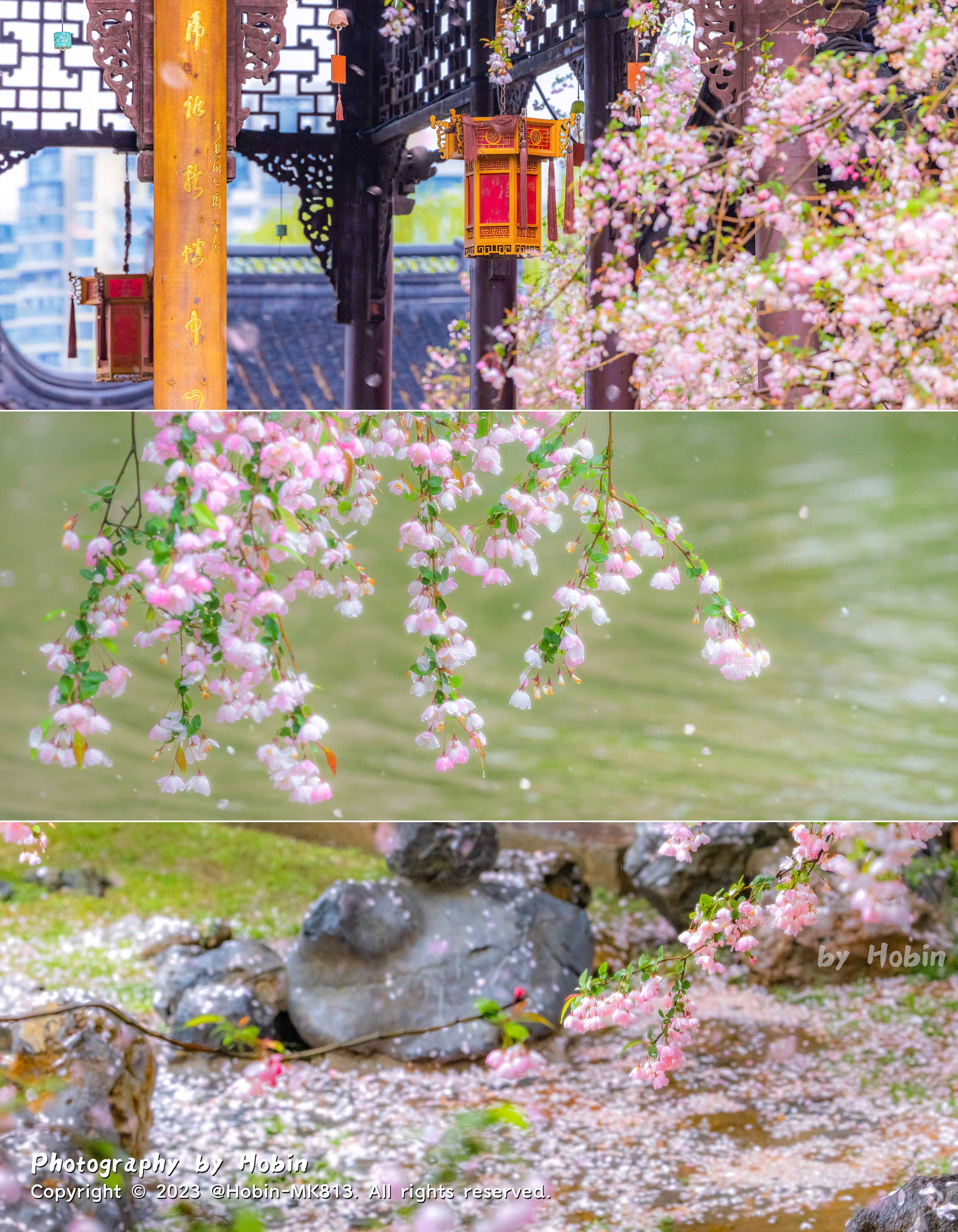 金陵十二时辰，花开春意古韵里樱花烂漫，海棠依旧🌸 ​​​