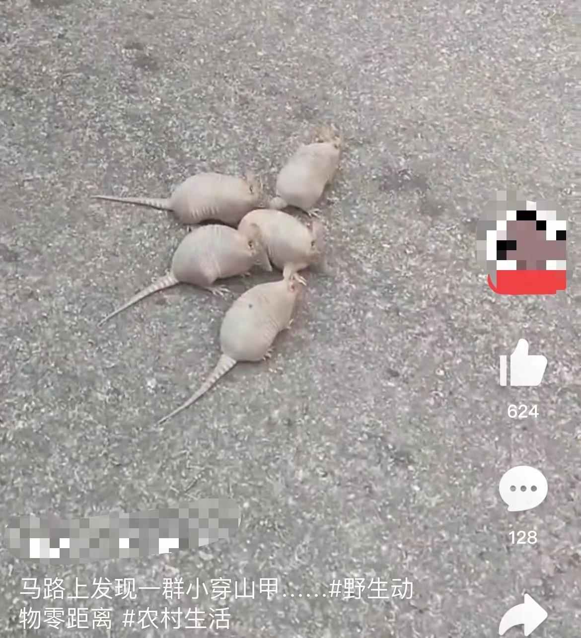 马路被一群神奇物种霸占了！粗略