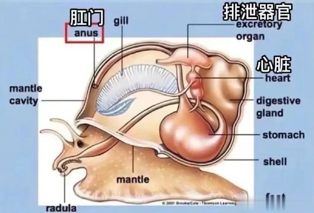 当你觉得生活很辛苦，不妨看看蜗牛🐌
.所有的努力都在慢慢变得清晰……
“可是乖