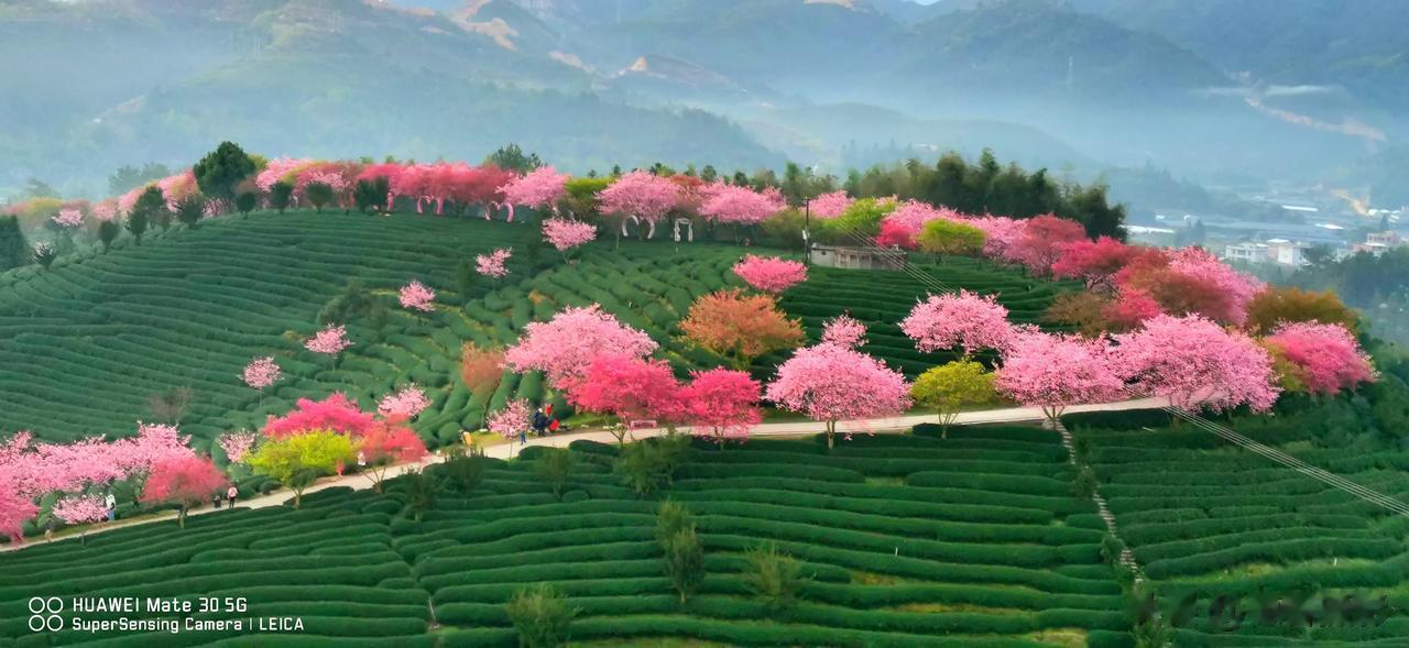 【永福樱花园】