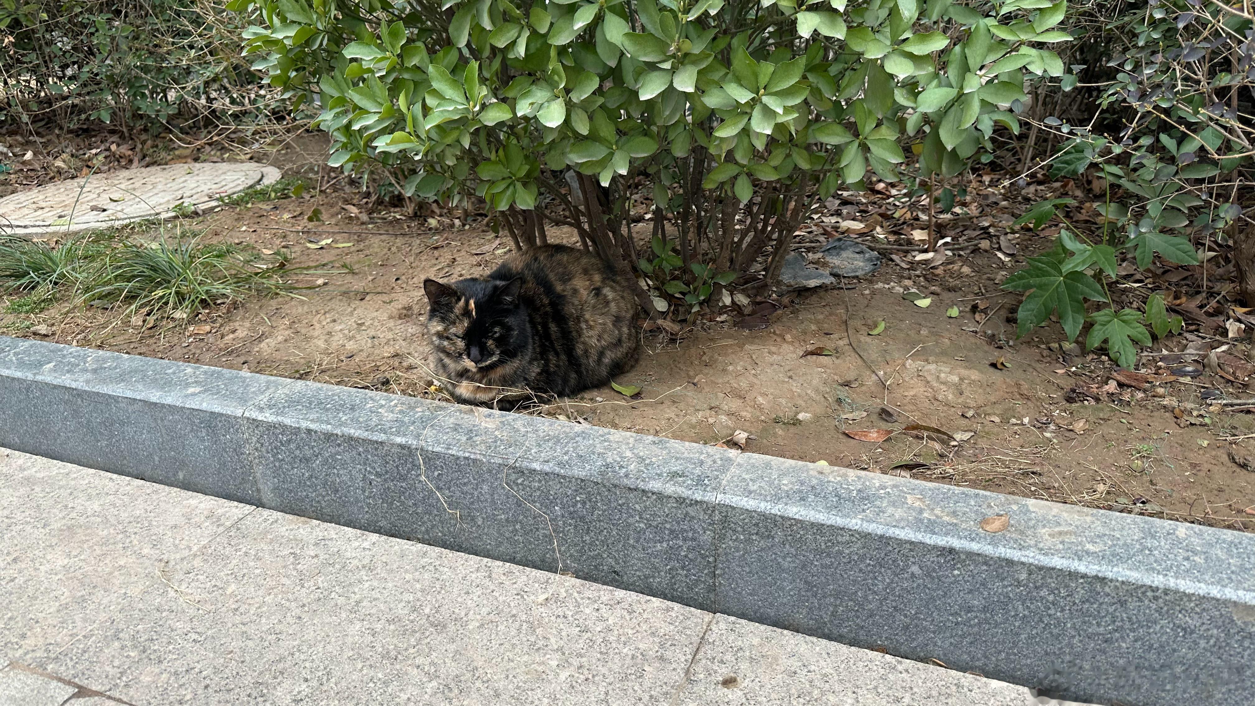 有没有想领养这个猫咪的，我可以帮着抓她，真的好亲人好温柔的小宝贝。 ​​​