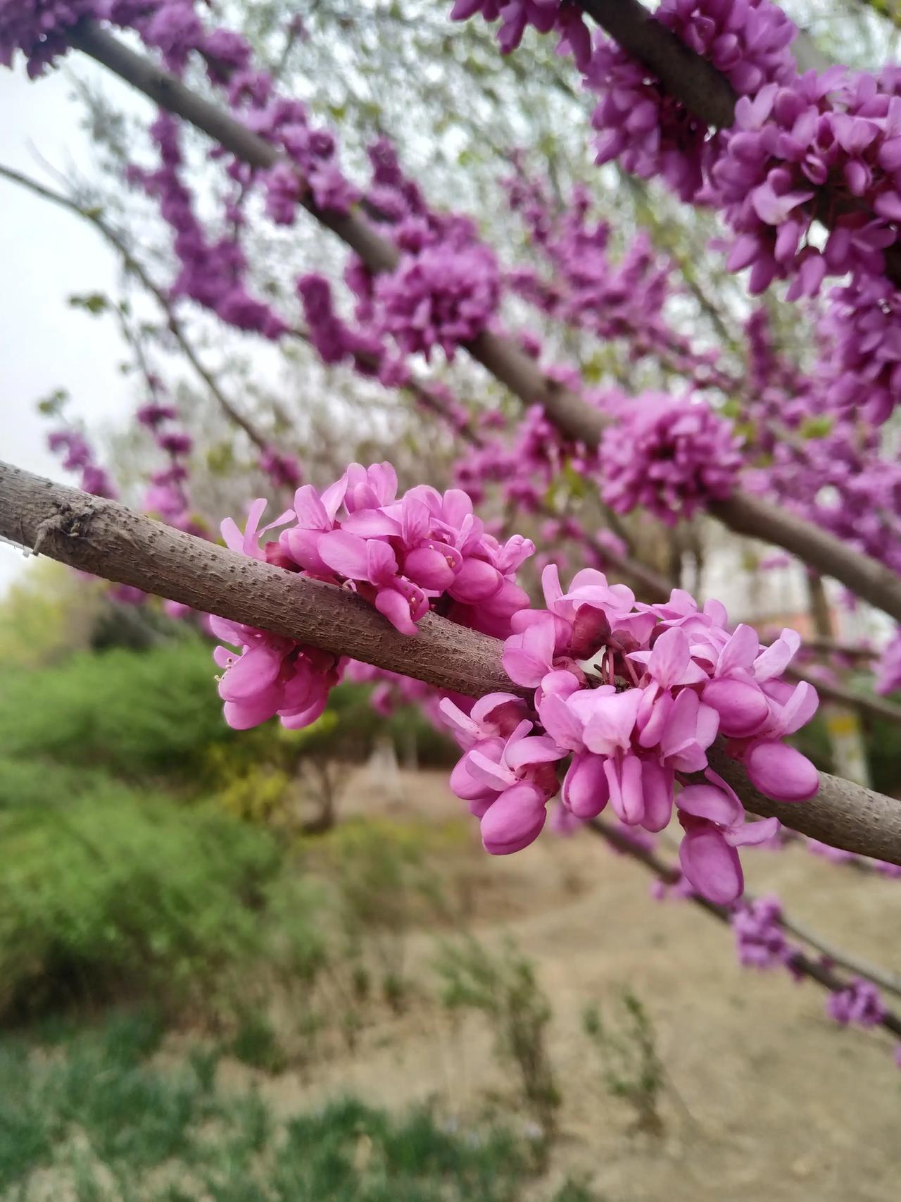 紫荆花开，不知你可曾认识？
光秃秃的树干忽然冒出点点粉红，然后愈见浓艳，直至粉红