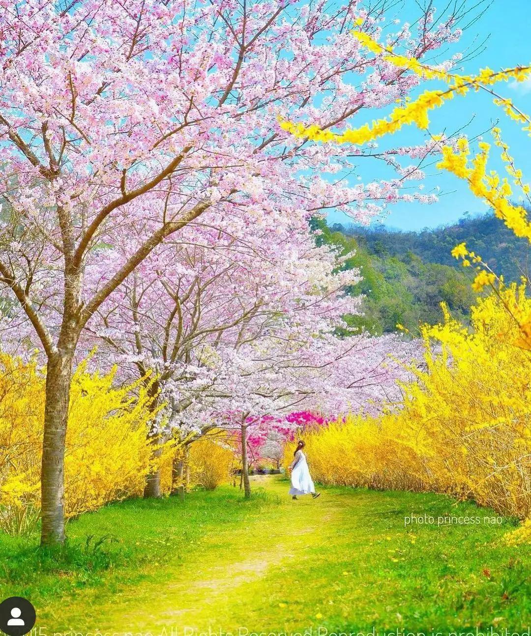 春天的色彩 ​​​
  