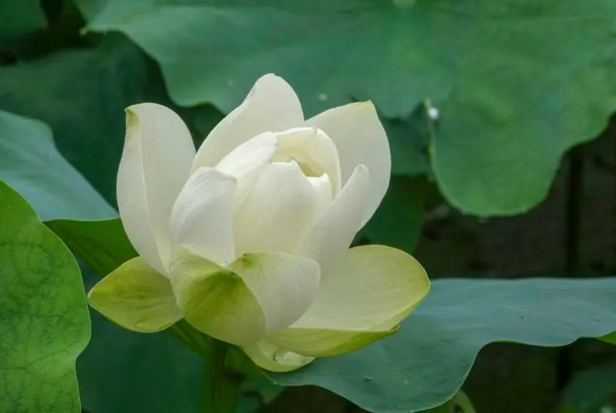 【烈妇鸣冤】纪晓岚先生自述——许南金先生说：康熙五十四年（1715），经过阜城的