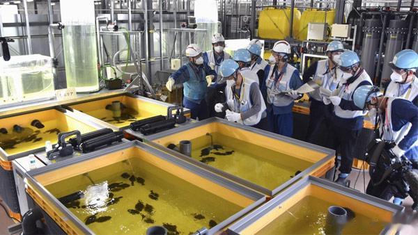 日本东电用核污水养鱼展示“安全