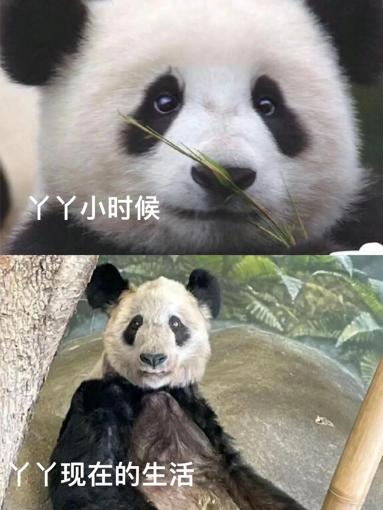 出国前的丫丫身材圆润，身体被收拾的很干净，眼睛里有神，看起来很有活力，去到美国后