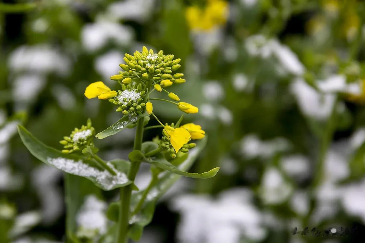 【每日一景20230202】拍于云南省罗平县，雪中油菜花、九龙瀑  