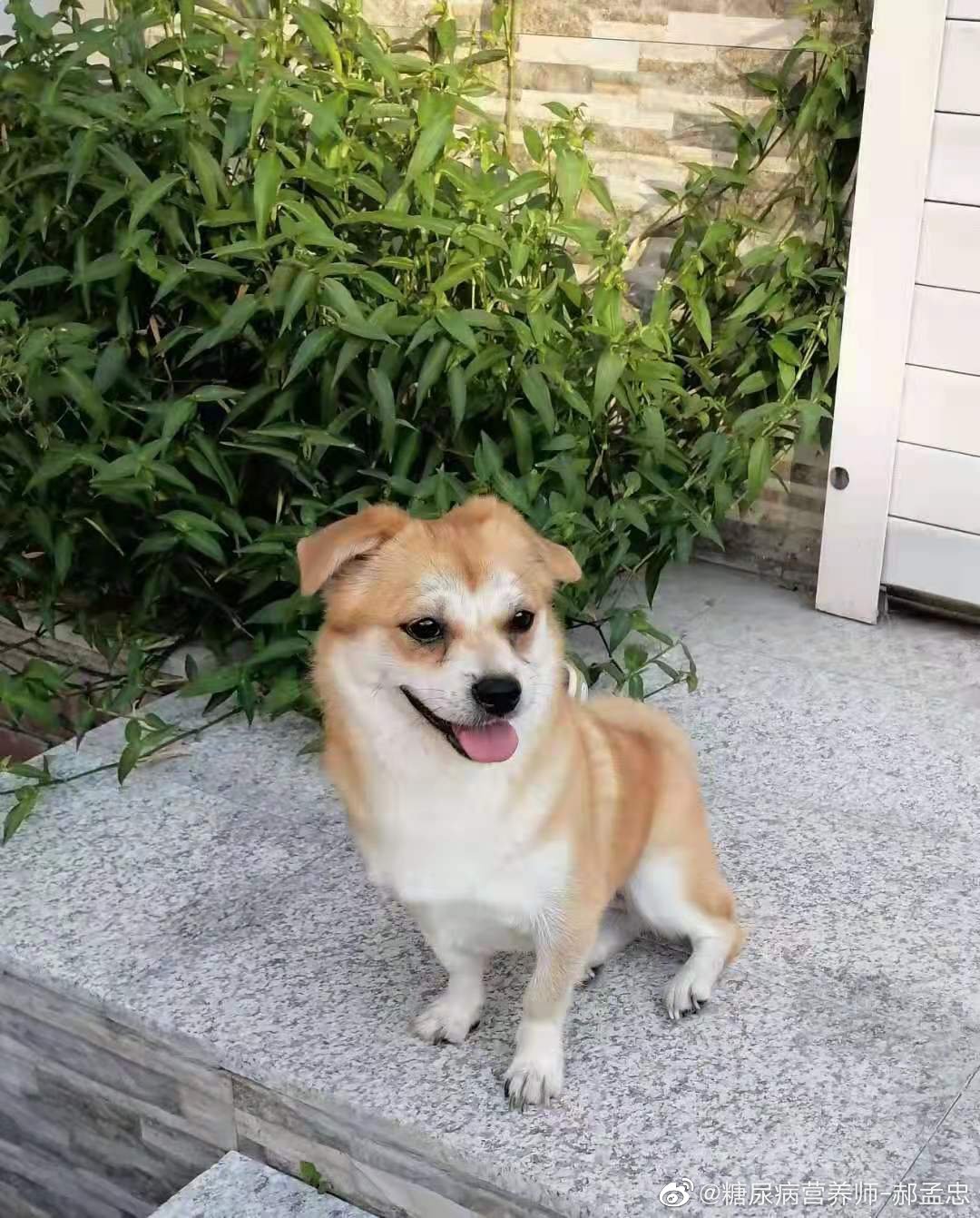 唉，我为什么总是忘不了它，我的“小解放”，尽管我现在又有了新的小狗。尽管我只养它