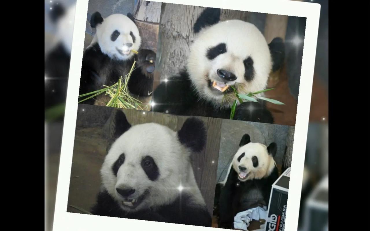 遗憾呀！中国动物园协会接到美国孟菲斯动物园的通知，旅美大熊猫乐乐于2月1日早晨被