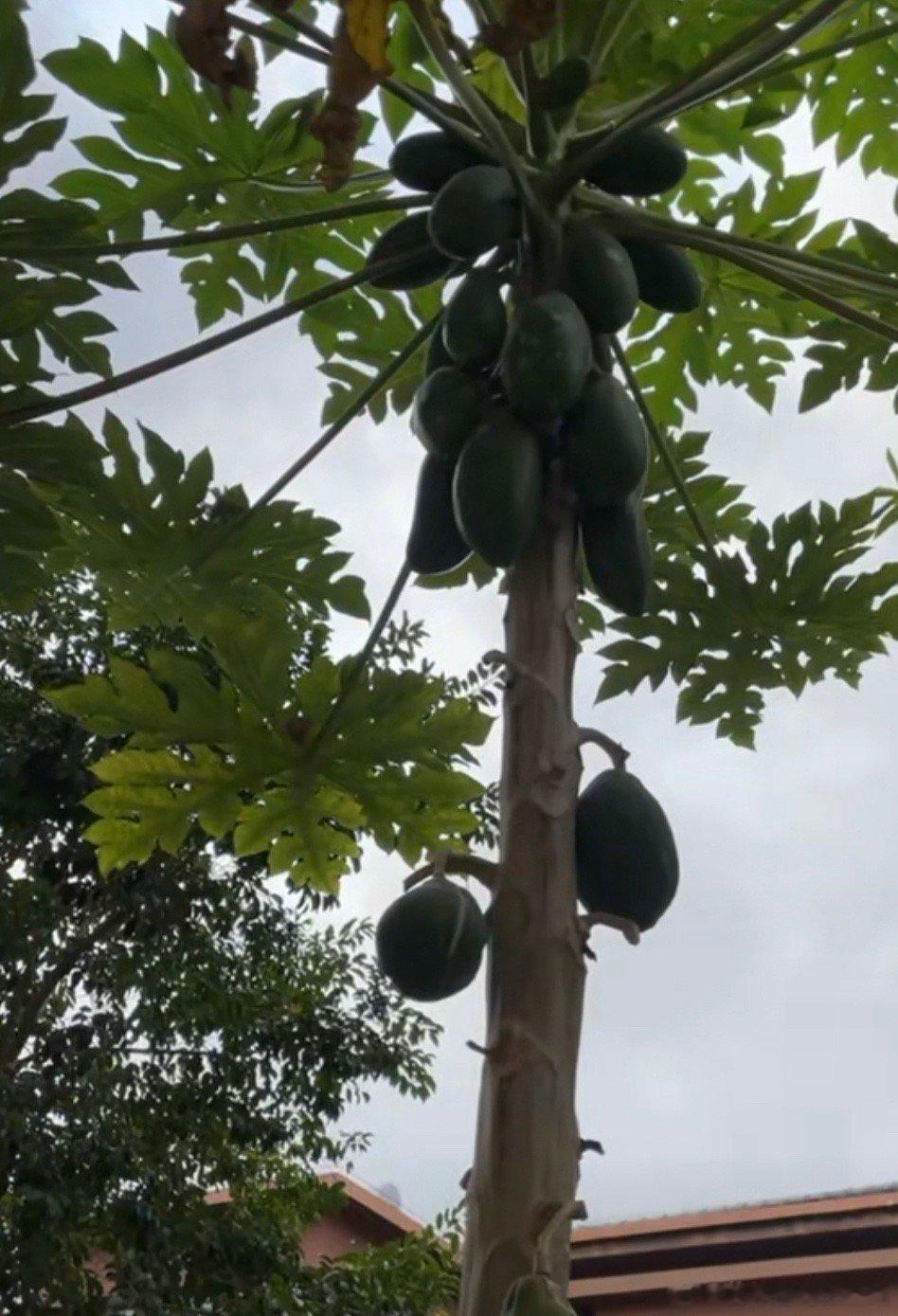 减肥的时候怎么吃芒果🥭 爱吃水果，特别现在又是水果季，如果多吃一些例如芒果，荔