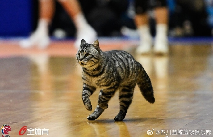 【#流浪猫误入CBA赛场#】#俱乐部寻找误入赛场猫咪将妥善安置# ：1月19日晚