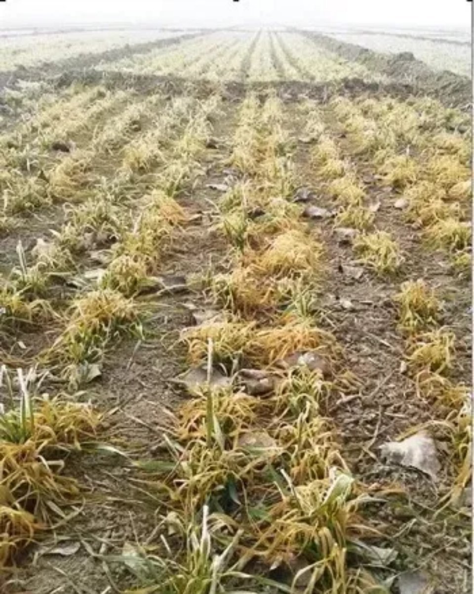 北方一位老大爷说种了一辈子的地，第一次碰见麦田全部干枯，老大爷说今年麦子的缺水吧