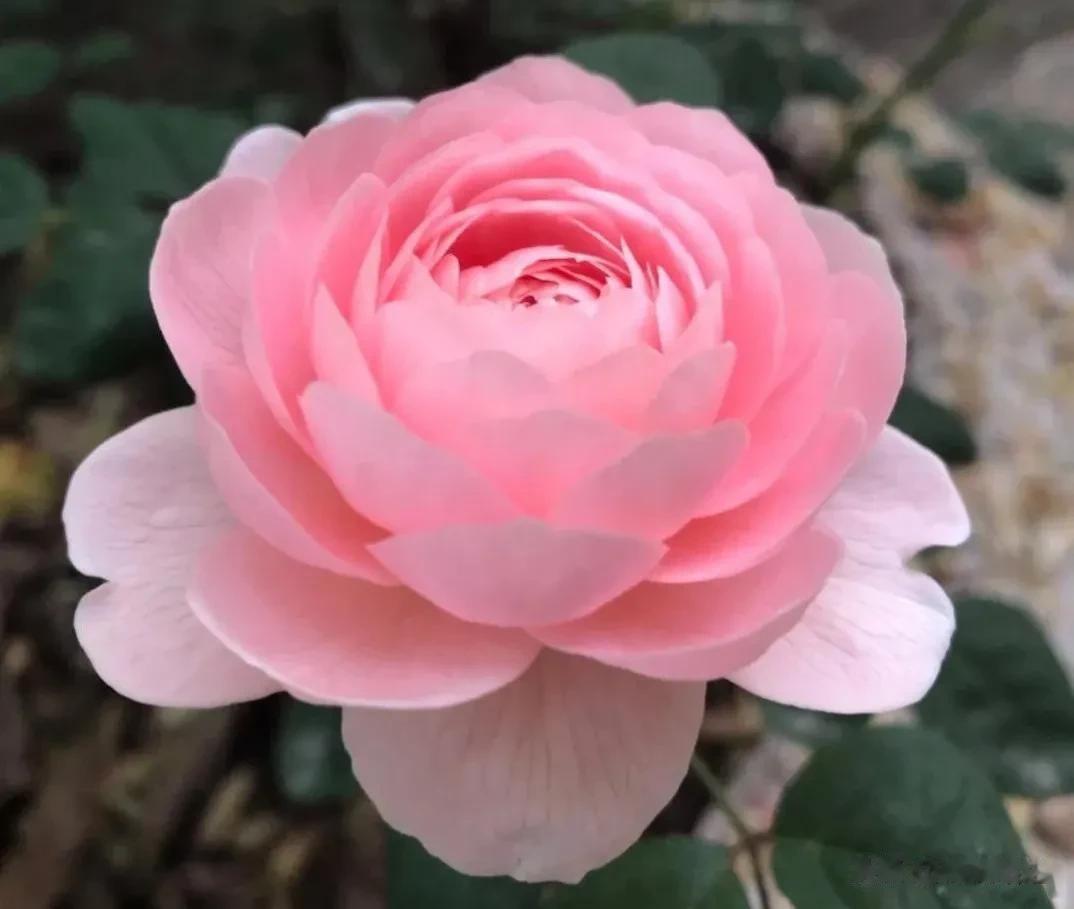 五彩斑斓，美丽动人的月季花
