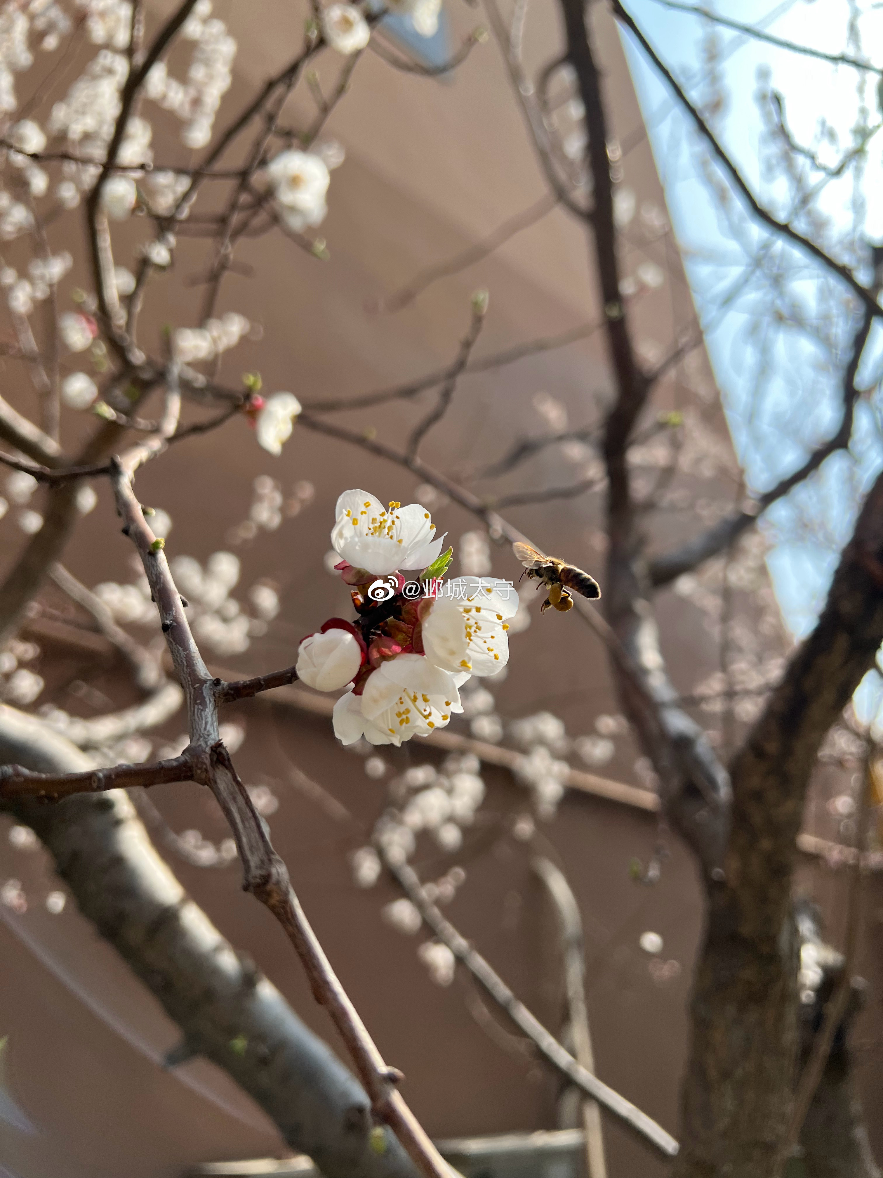天气回暖，楼下已是汪洋花海，蜂儿忙着采蜜。  ​​​