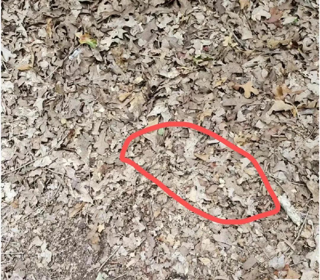 考考你的眼力，你能找到以下图片中隐藏的🐍蛇吗？