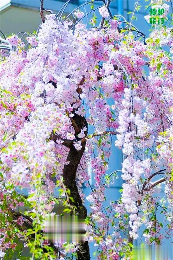 春暖花开，如诗如画
