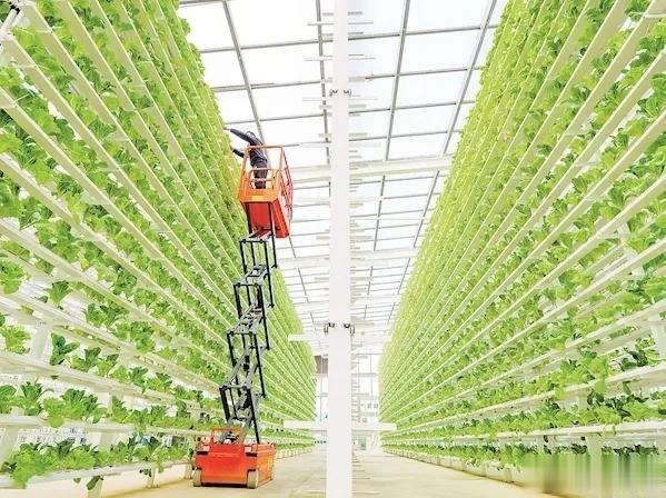 大家都见过农业园，甚至自己家里都有菜地，但是竖着长的立体空中菜园有见过吗？

早