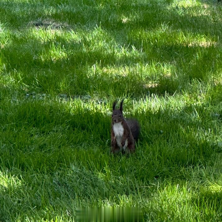 天坛公园的小吉祥物小松许🐿️  ​​​