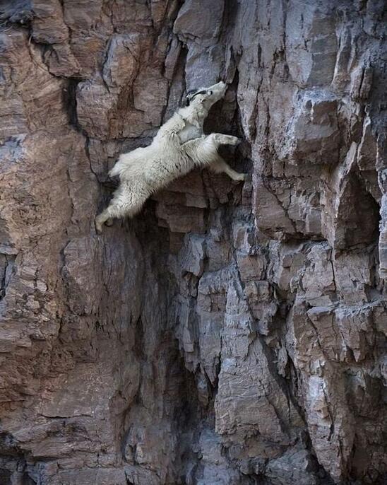 你想和你的爱人在悬崖峭壁上谈理想吗？它们很想…
这是大自然的创造，动物和地球的美