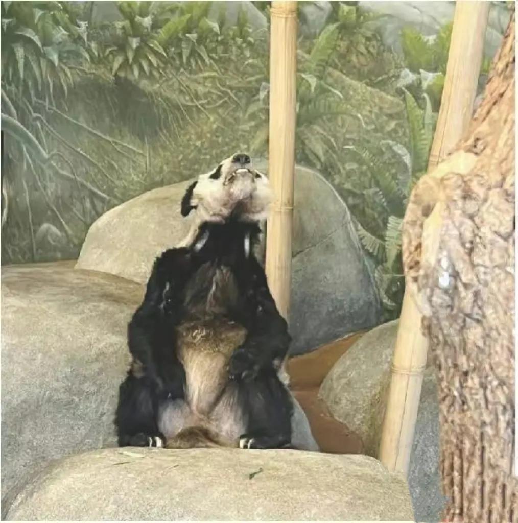 旅美大熊猫乐乐客死他乡，而丫丫的情况也不容乐观。在美志愿者称丫丫有大面积皮肤病，