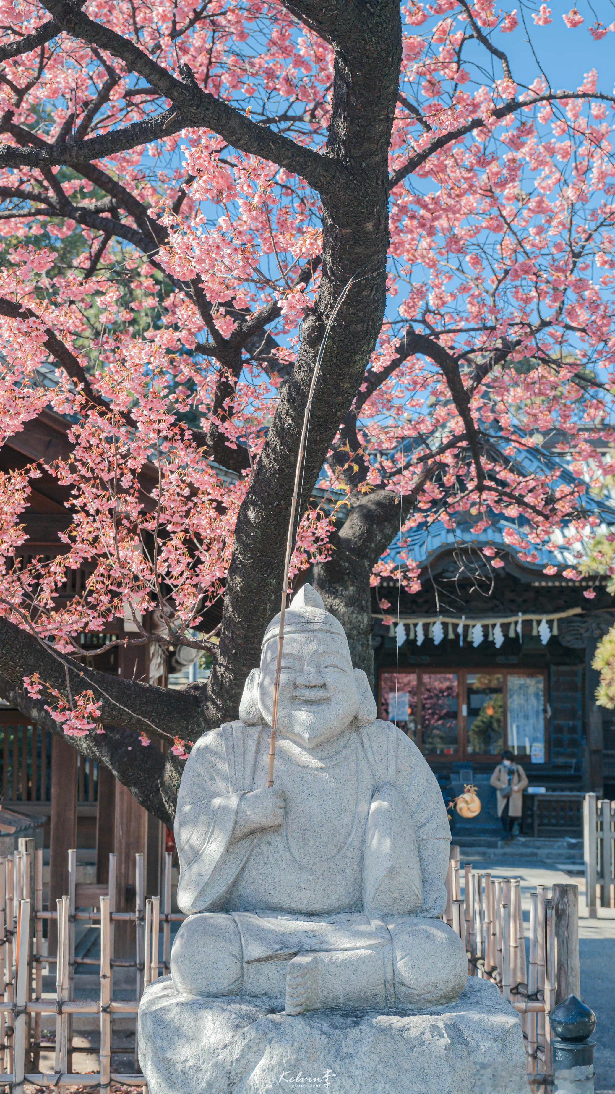 #阳光信用##每日一善#春暖 花开 ​​​
