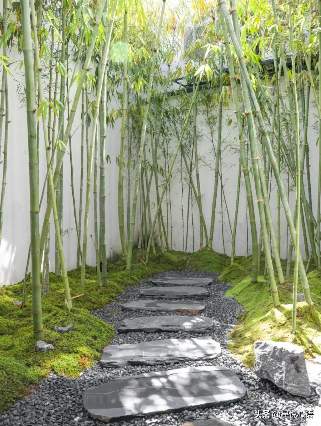 福州|来拥抱三坊七巷里的清风竹林吧[玫瑰]
“清风扶竹影，朝阳拥万物”
藏在三坊