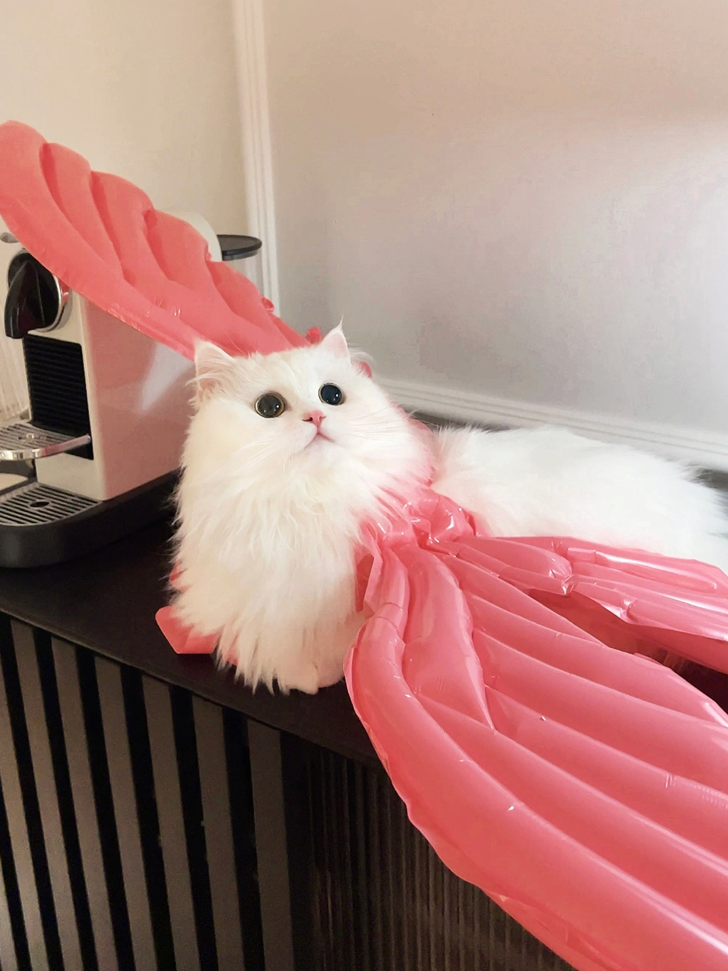 仙女猫咪 ​​​