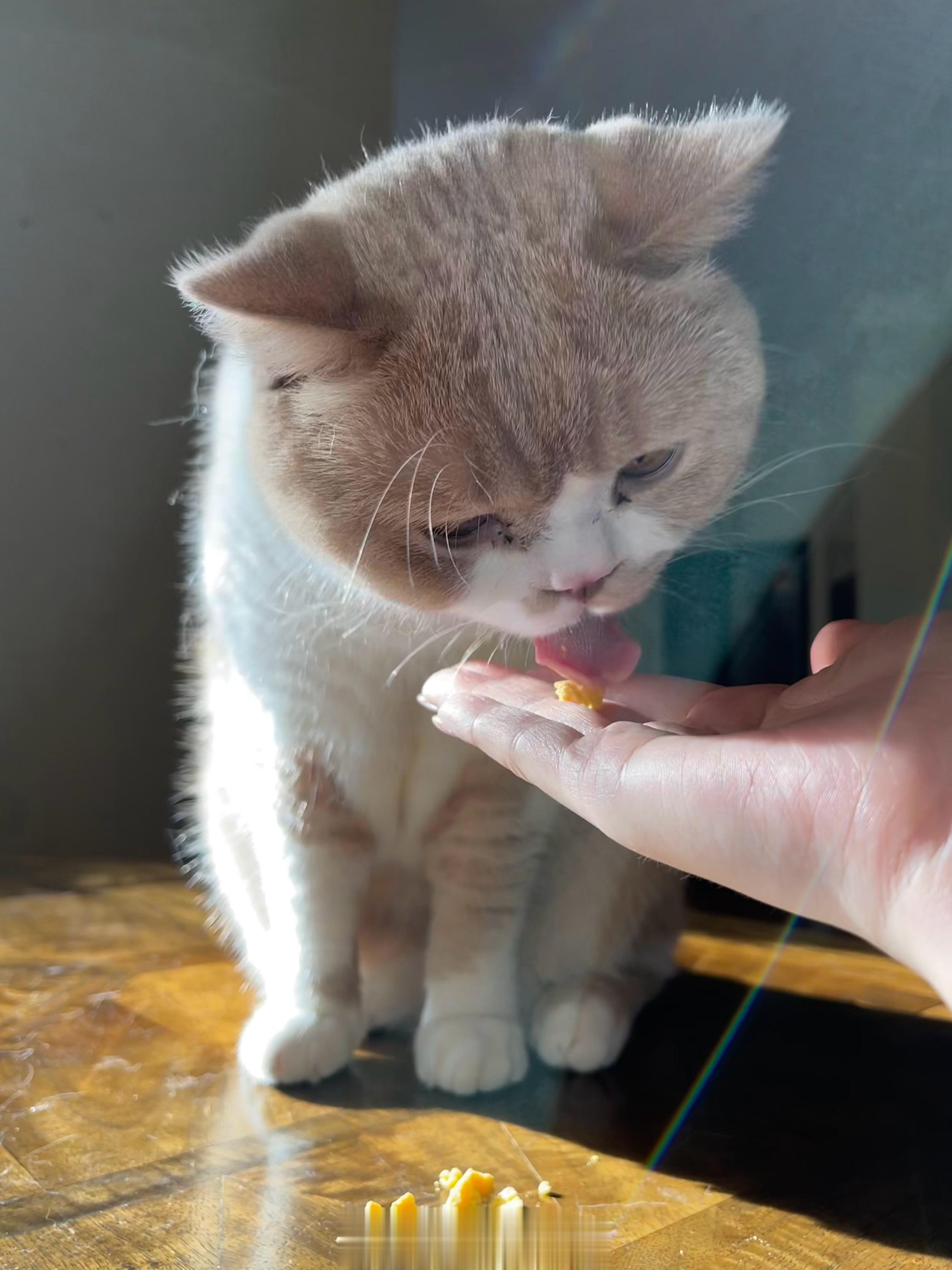 谁家猫猫最可爱！我家猫猫最可爱！谁家猫猫最漂亮！我家猫猫最漂亮！谁家猫猫脸最大！