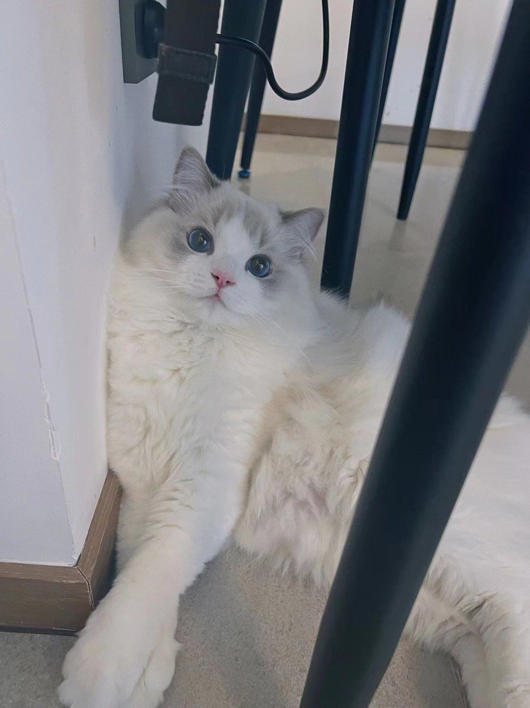 谁说猫是独居，其实都需要伙伴（家长 ​​​