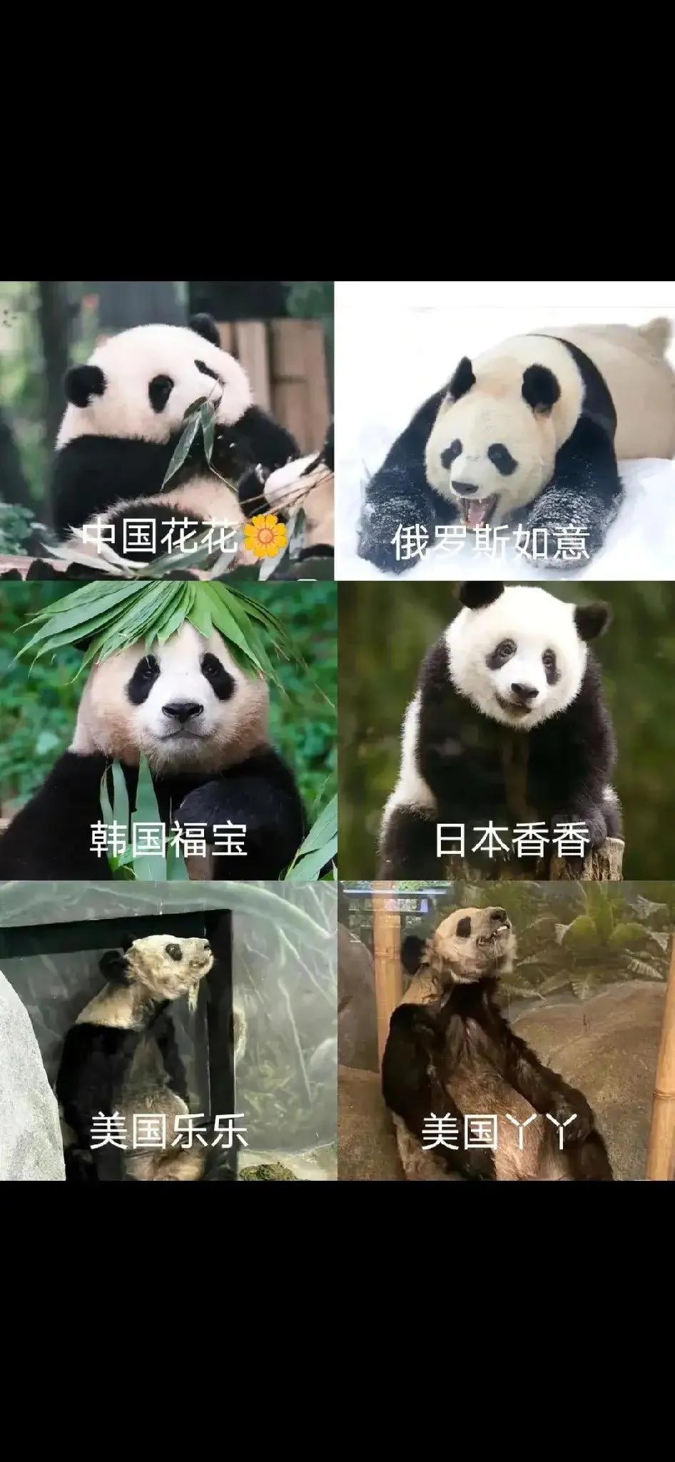 真是一方水土养一方熊猫啊，一起等熊猫丫丫回家！
据说丫丫经常长久注视乐乐房间，熊